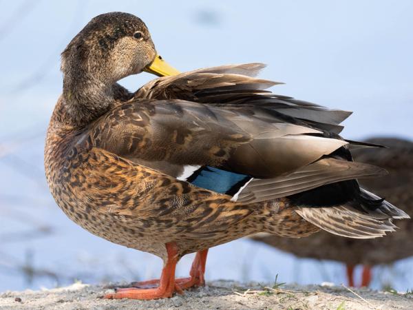 <h3><a href="/trips/Tucson_2023/biota/animalia/chordata/aves/007 anseriformes/003 anatidae/anas diazi/anas diazi-nl.html">Anas&nbsp;diazi</a> / Mexican&nbsp;duck / Mexicaanse&nbsp;eend</h3>OM-1 met OLYMPUS M.300mm F4.0, 1/3200 sec  bij F4.0, ISO 2000, afstand 6.59&nbsp;m